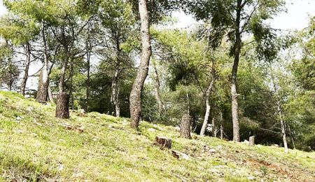 Αστικό πράσινο και στάθμευση στο Δημοτικό Συμβούλιο της Τετάρτης